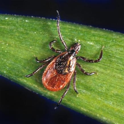 TickTwister by OTOM 2 hook pack