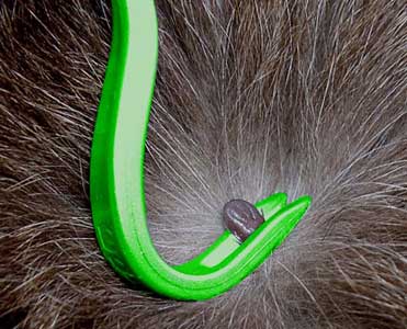 Large tick large hook