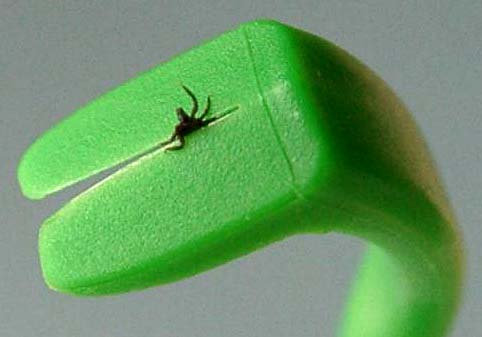 Small tick small hook